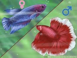 How To Determine Female And Male Betta Fish Betta Fish Betta Betta Fish Toys