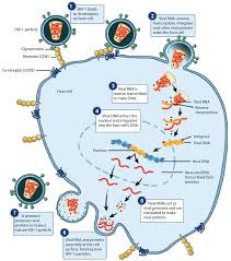 Animal Human Viruses Article Viruses Khan Academy