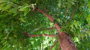 Unusual flowers unusual plants rare flowers pink flowers beautiful flowers agaves nothing but flowers tropical plants trees to plant. Below Side Shot Of Tropical Indian Tree Of Ashoka Or Saraca With Green Leaves Beautiful Flowering Plant In Winter Season Stock Photo Picture And Royalty Free Image Image 163679895