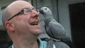 What to Do if Your Parrot Escapes