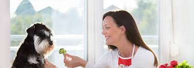 Learn the health benefits, why moderation is key, and feeding tips. Can Dogs Eat Broccoli And Is It Safe Hill S Pet