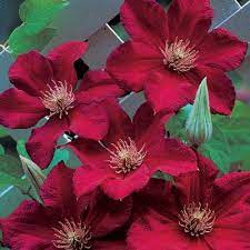 When autocomplete results are available use up and down arrows to review and enter to select. Red Clematis Direct Gardening