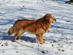 Come see the pups and their parents at. Golden Retriever Puppies Akc Ofa For Sale In Babcock Illinois Classified Americanlisted Com