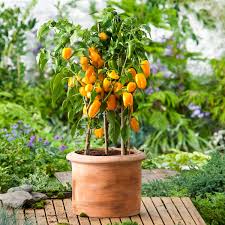 Das erste, was man tun muss, ist, eine junge pflanze zu kaufen oder sie aus samen zu vermehren. Paprikapflanze Snackpaprika Lubega Mini Yellow Veredelt Im Ca 11 Cm Topf Online Kaufen Bei Gartner Potschke