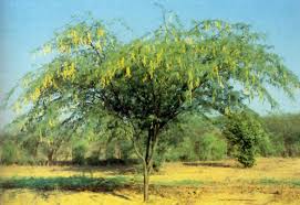 Image result for Prosopis juliflora