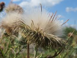Image result for Cirsium