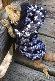 Baby Black Bearded Dragon For Sale Large Sleeveless Soft Black Hoodies Winter Body Shirt 4 Female Bearded Dragon Ebay Baby Bearded Dragon Bearded Dragon Cute Bearded Dragon