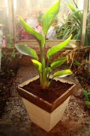 Bird Of Paradise Palm Care Young Strelitzia In A New Pot Plants Birds Of Paradise Plant Birds Of Paradise