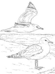 Color the pictures online or print them to color them with your paints or crayons. Two California Gulls Coloring Page Free Printable Coloring Pages Bird Coloring Pages Coloring Pages Animal Coloring Pages