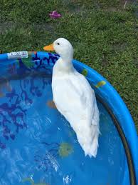 Browse 504 american pekin duck stock photos and images available, or start a new search to explore more stock photos and images. Help Pekin Duck Attacks Our Other Duck Backyard Chickens Learn How To Raise Chickens