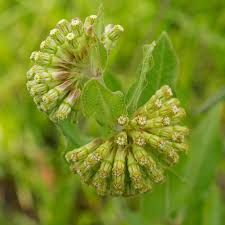 Image result for Asclepias adscendens