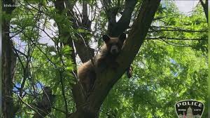 Read about the specifics for your state in the following sections. Young Bear Found And Tranquilized In Boise Idaho Neighborhood Ktvb Com