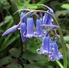 Pin By Greetje Lubbersen On A Walk In The Woods Blue Bell Flowers English Bluebells Bluebells