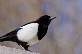 Gioacchino rossini la gazza ladra. Gazza Ladra Caratteristiche Carattere E Alimentazione