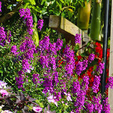 Spring plant fair | saturday, april 24. Annual Flowers Bloom Guide Costa Farms