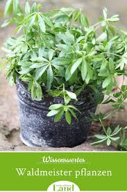 Waldmeister Pflanztipps Rezepte Pflanzen Waldmeister Mdr Garten