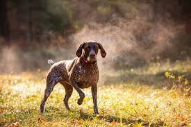 Maybe you would like to learn more about one of these? The Most Popular Dog Breeds Of 2021 Southern Living