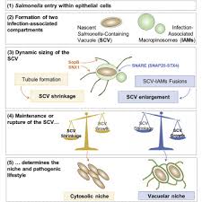 Enterica is the type species and is further divided into six subspecies that include over 2. Dynamic Growth And Shrinkage Of The Salmonella Containing Vacuole Determines The Intracellular Pathogen Niche Sciencedirect