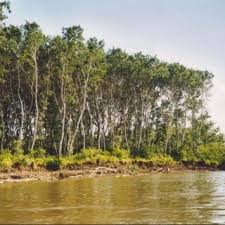 Image result for Najas horrida