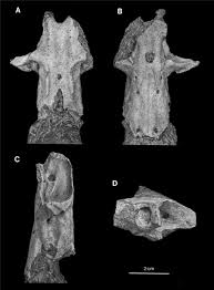 But it wasn't until recently that, with the help of modern technology, scientists began to understand what they were. Braincase Of The Upper Devonian Shark Cladodoides Wildungensis Chondrichthyes Elasmobranchii With Observations On The Braincase In Early Chondrichthyans