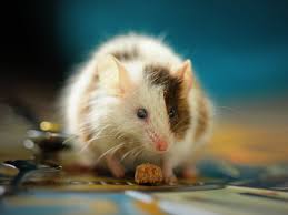 *if you're stuck in combat try waiting for someone to kill the mob or crash the game. How To Get Rid Of Mice