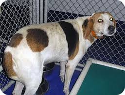 Black And Tan Treeing Walker Coonhound Beagle Mix New Kent Va Treeing Walker Coonhound Mix Meet Gabby A Dog For Adoption Treeing Walker Coonhound Coonhound Poor Dog