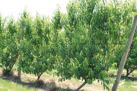Planting your peach and nectarine trees. Ufo Is A Completely Different Way To Grow Peaches Growing Produce