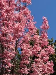 Image result for Cedrela