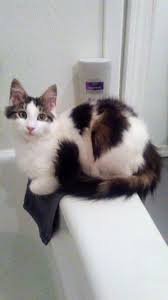 How Much Is A Male Calico Cat Worth Poc