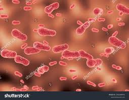 Image result for Porphyrostemma