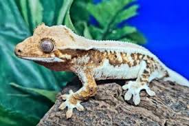 Previously they are relatively supplementary to this world, and are exceedingly eager and perceptive, they believe to be each new hue and shade. Crested Gecko Buy And Sell
