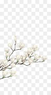 Magnolia Png Magnolia Flower Magnolia Tree Southern Magnolia Magnolia Flowers Magnolia Branch Magnolia Blossom Magnolia Vector Steel Magnolias Magnolia Silhouette Louisiana Magnolia Southern Magnolia Tree Cleanpng Kisspng All of these magnolia flower resources are for free download on pngtree. magnolia flower magnolia tree