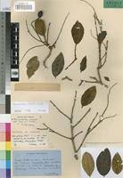 Image result for Anisophyllea boehmii