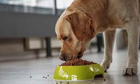 11 Ways to Slow Down Your Dog's Eating | Chewy