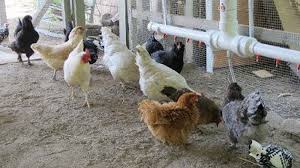 Check spelling or type a new query. Diy Automatic Chicken Waterer With Nipple Drippers Your Projects Obn