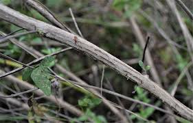 Image result for Lippia javanica
