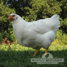 It was named for the indigenous wyandot people of north america. Murray Mcmurray Hatchery White Wyandottes