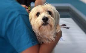 Check spelling or type a new query. Petsmart Pet Insurance From Banfield 2021 Review Is It Worth The Cost