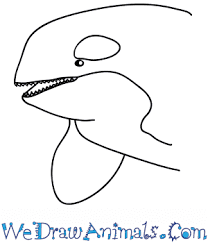 Draw a wavy line to get the back of the baleen whale. How To Draw A Killer Whale Face