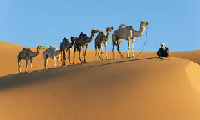 I am working on a java project using camel & spring. International Camel Organization Linkedin