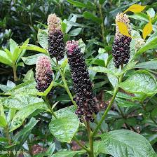 Image result for Phytolacca
