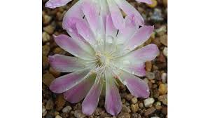 Image result for Montiaceae