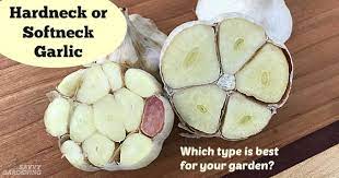 Garlic is really forgiving and easy to grow in even the loamist of soils. Hardneck Vs Softneck Garlic Choosing And Planting The Best Garlic