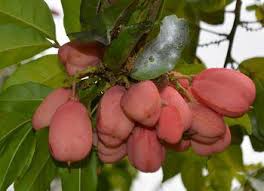 Image result for Blighia