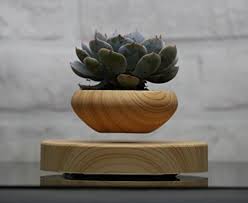 As each tree grows, repot it periodically, gradually increasing the pot size until it fits the mature tree. Best Levitating Planters You Can Buy Online How Levitating Planters Work