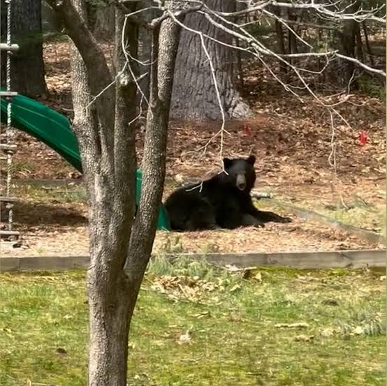 Playful bear rides down a slide on children's playground