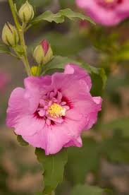 Image result for Hibiscus torrei