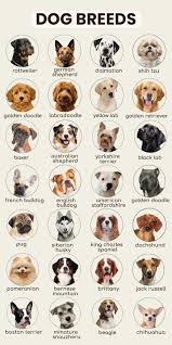 Image result for Recreation Pets Dogs Names