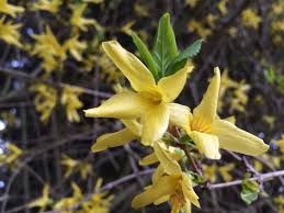 Forsythia