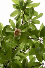 Image result for Tetracera